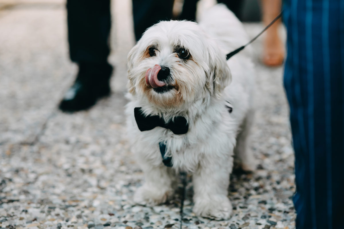 Regel-een-vertrouwd-gezicht-voor-je-hond