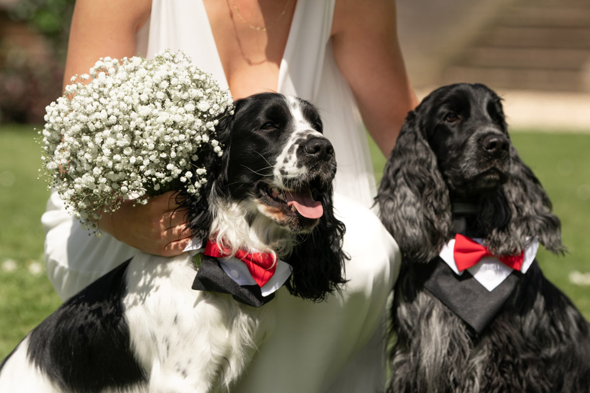 je-hond-een-rol-geven-tijdens-trouwceremonie