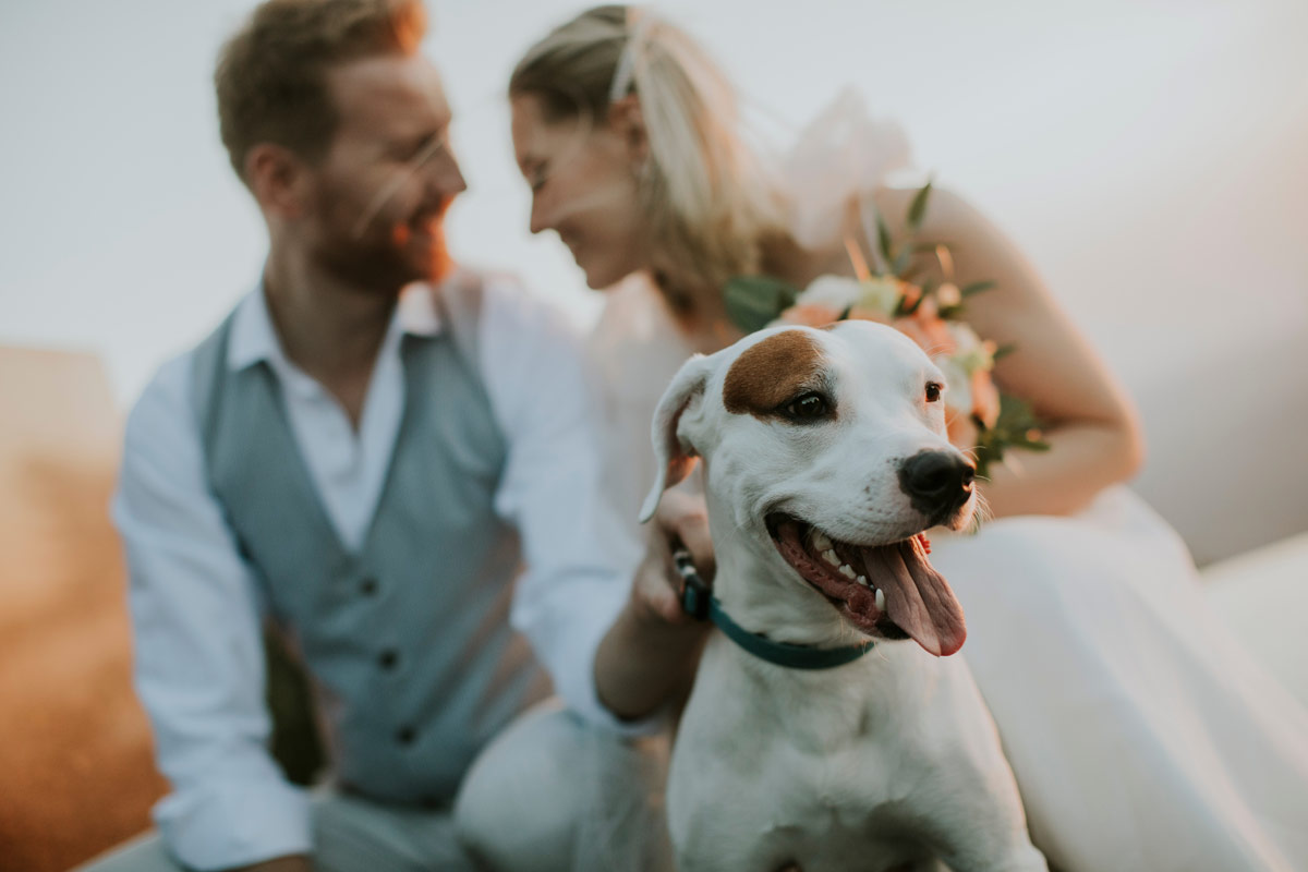 Je-hond-op-je-bruiloft?